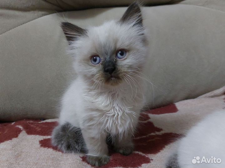 Невская маскарадная