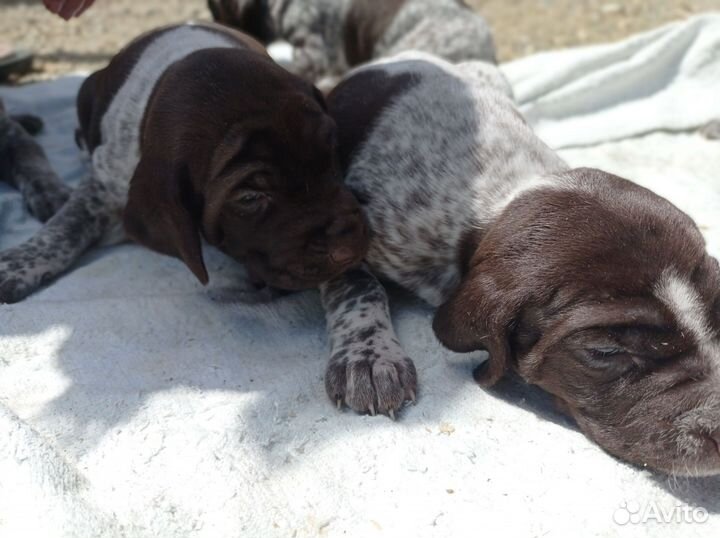 Щенки курцхаара