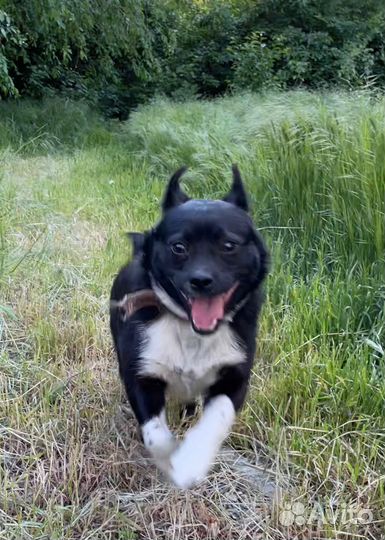 Маленький Бимуша ищет семью