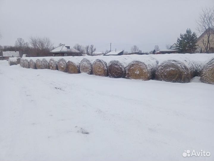 Продам сено в рулонах