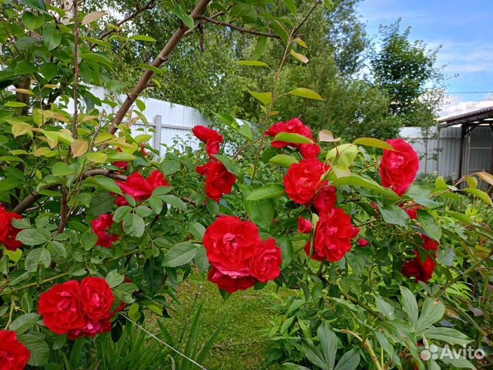 Роза Фломентанц, плетистая