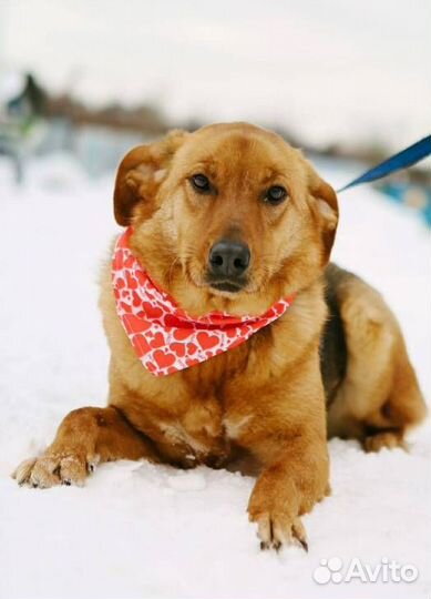 Рыжее солнышко из приюта на счастье