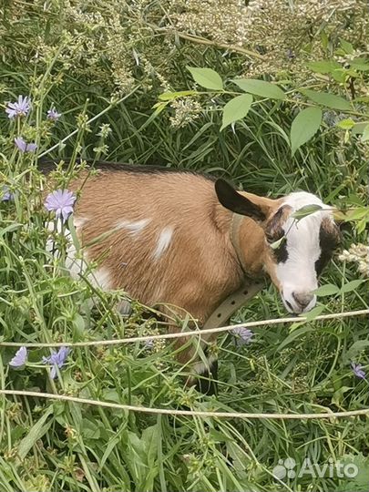 Продаётся козлик