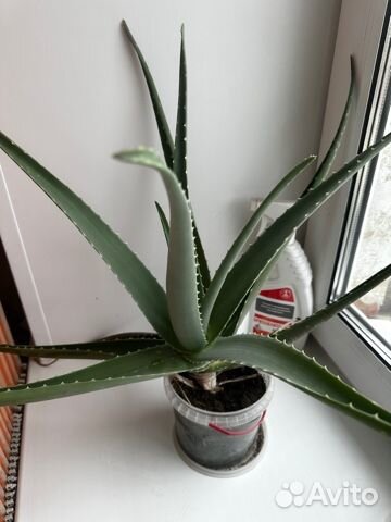 Комнатные домашние растения