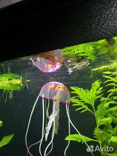 Гуппи гупики