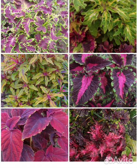 Колеусы вегетативные