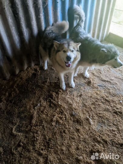 Собаки, Аляскинский маламут