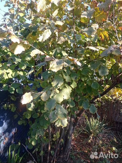 Саженцы лесной орех