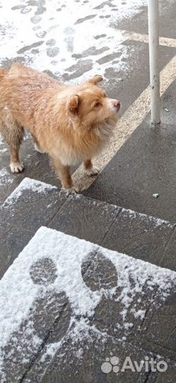 Собаке нужен дом