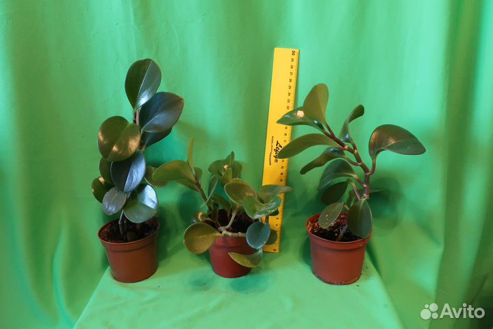 Пеперомия Туполистная