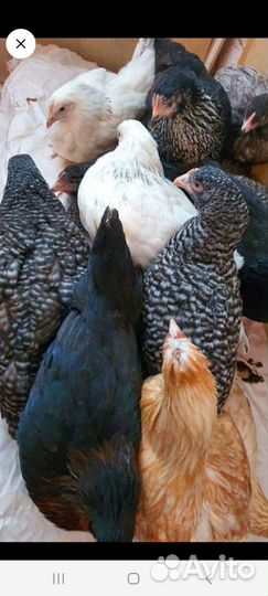 Куры, 2023 год