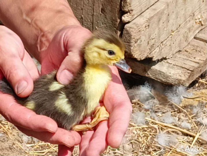 Цыплята