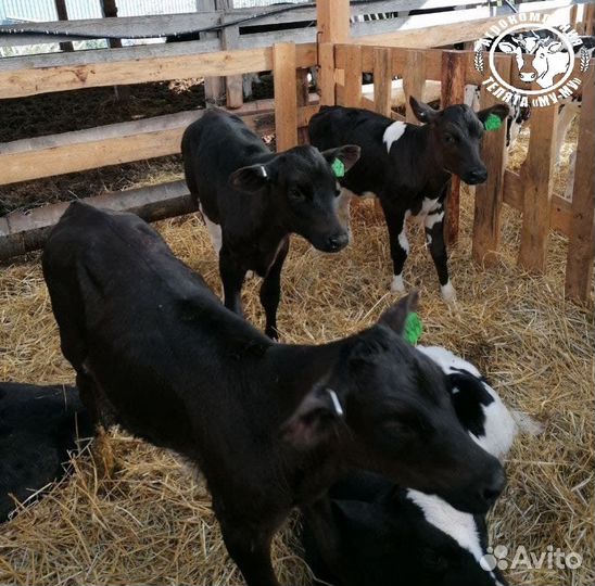 Бычки и телята