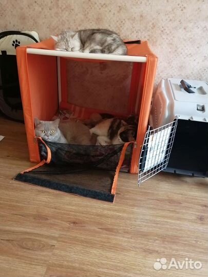 Выставочная палатка для кошек