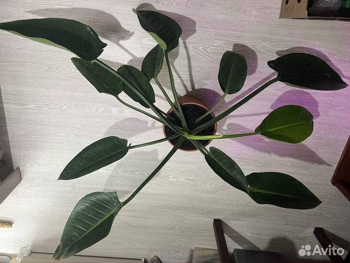 Филодендрон