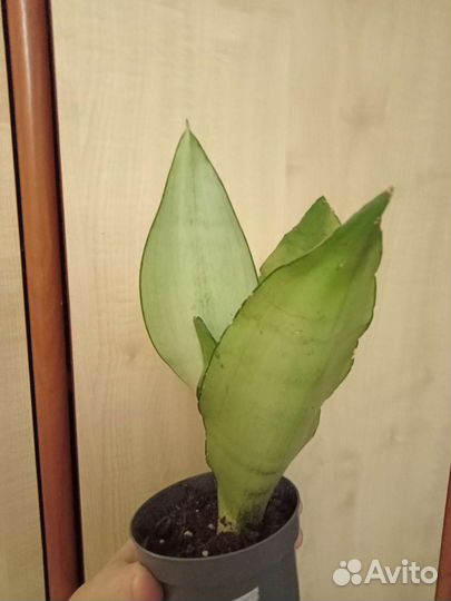 Папоротник, Муншайн, спатифиллум, Алоказия