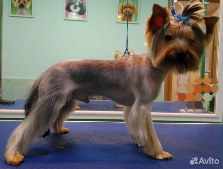 Грумер. Стрижка собак и кошек