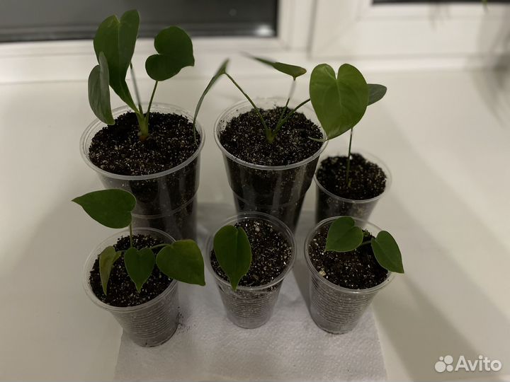 Антуриум дакота (детки)