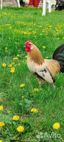 Петух (отдам)