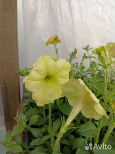 Рассада петунии