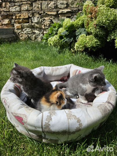 Британские котята бесплатно