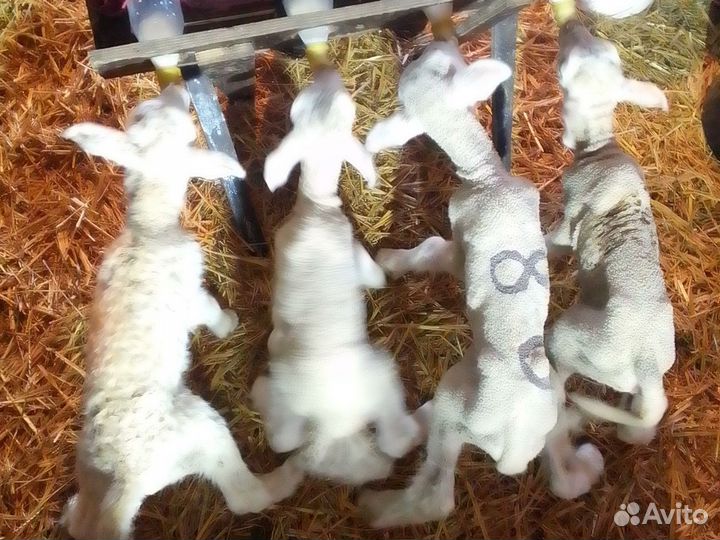 Овцы бараны ягнята