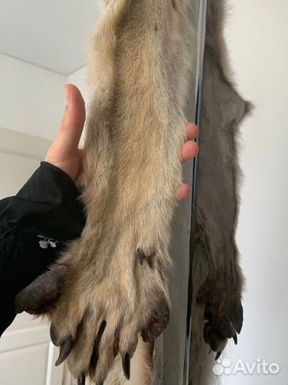 Шкуры волка
