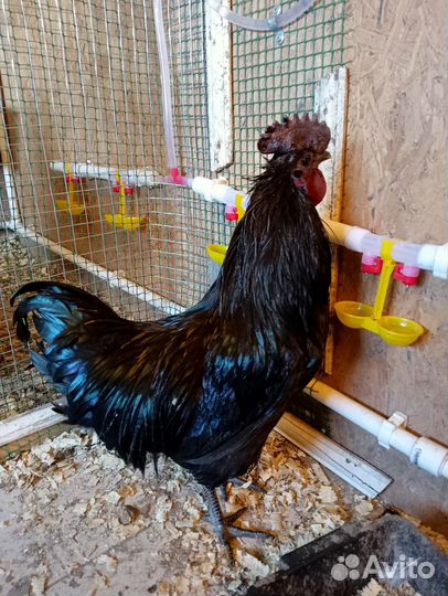 Цыплята Лакедандзи