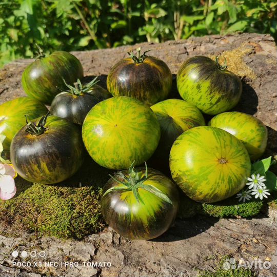 Семена редких,сортовых томатов