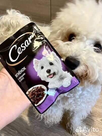 Влажный корм для собак Cesar, Purina One, Мираторг