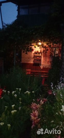 Цветы коалы клубни