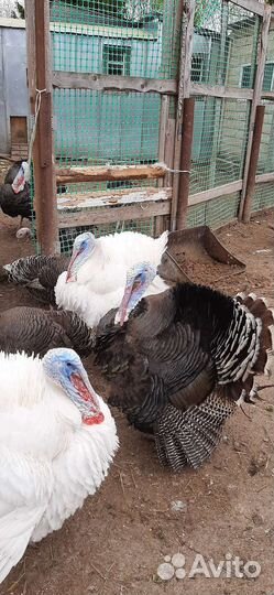 Яйца индюшьина инкубацию