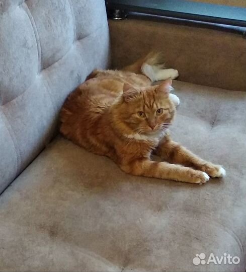 Рыжий котик