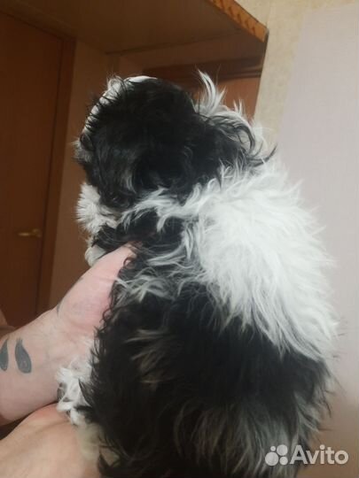 Метис от мальтезе