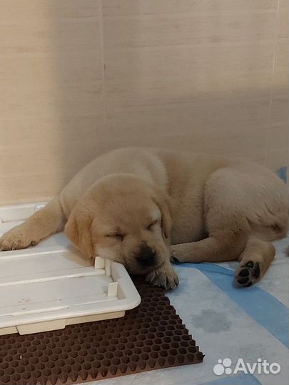 Щенки лабрадора