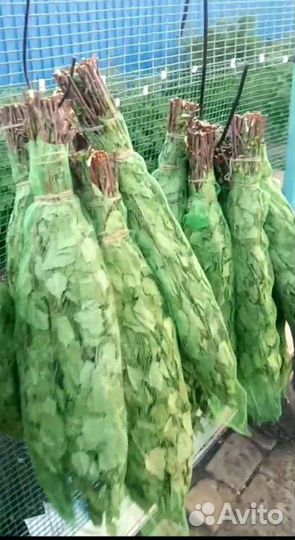 Березовые веники