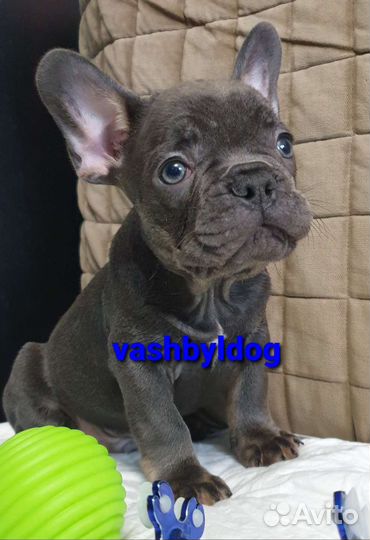 В голубом окрасе французский бульдог