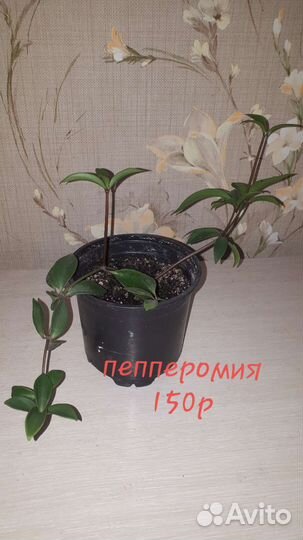 Комнатные цветы