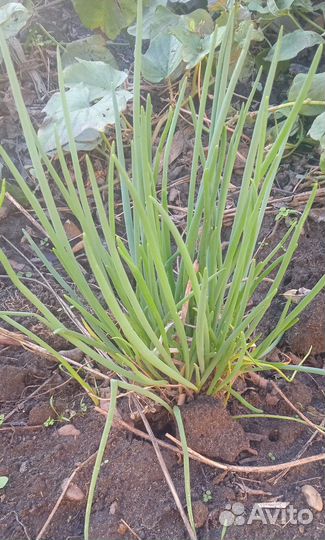 Лук зеленый