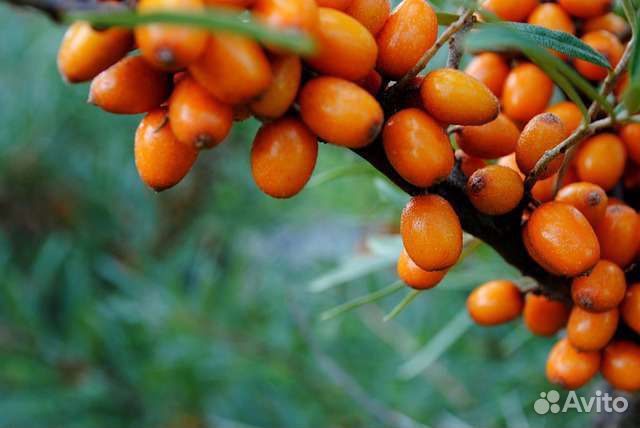 Вишня войлочная