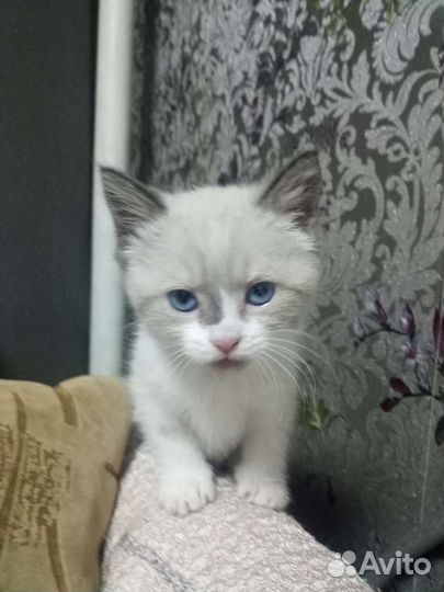 Кошка в дар бесплатно