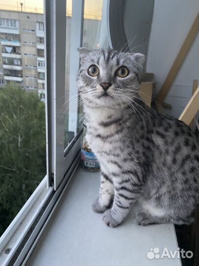 Кот на вязку
