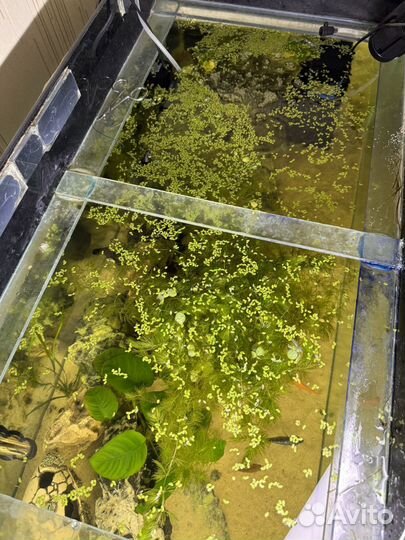 Аквариумные растения