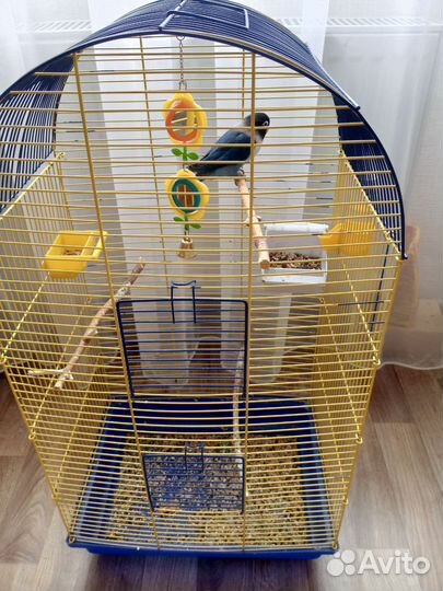 Попугай не разлучник с клеткой