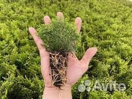 Укорененные черенки Туя Смарагд (кассета)