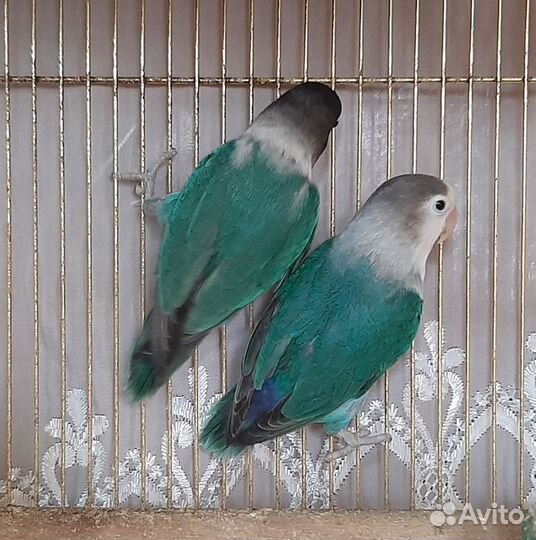 Попугай неразлучники