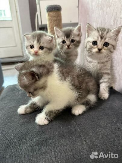 Шотландские котята