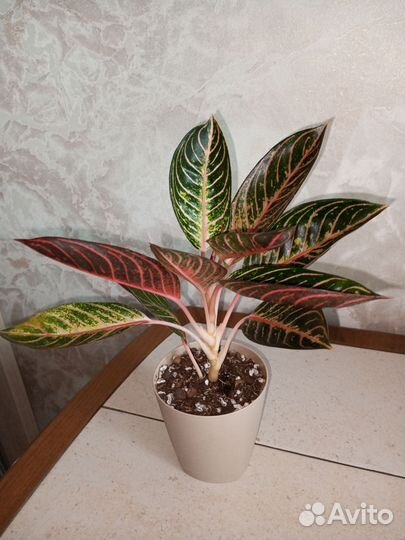 Аглаонема суматра