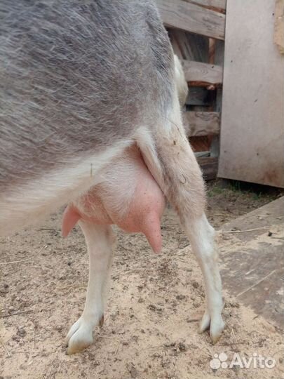 Козы дойные