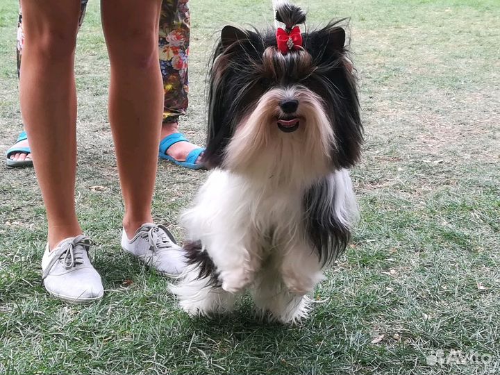 Вязка бивер